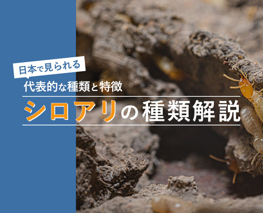 シロアリの種類解説：日本で見られる代表的な種類とその特徴